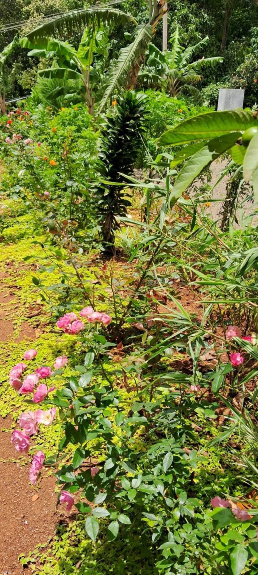 Rockland Holidays Ramakkalmedu المظهر الخارجي الصورة
